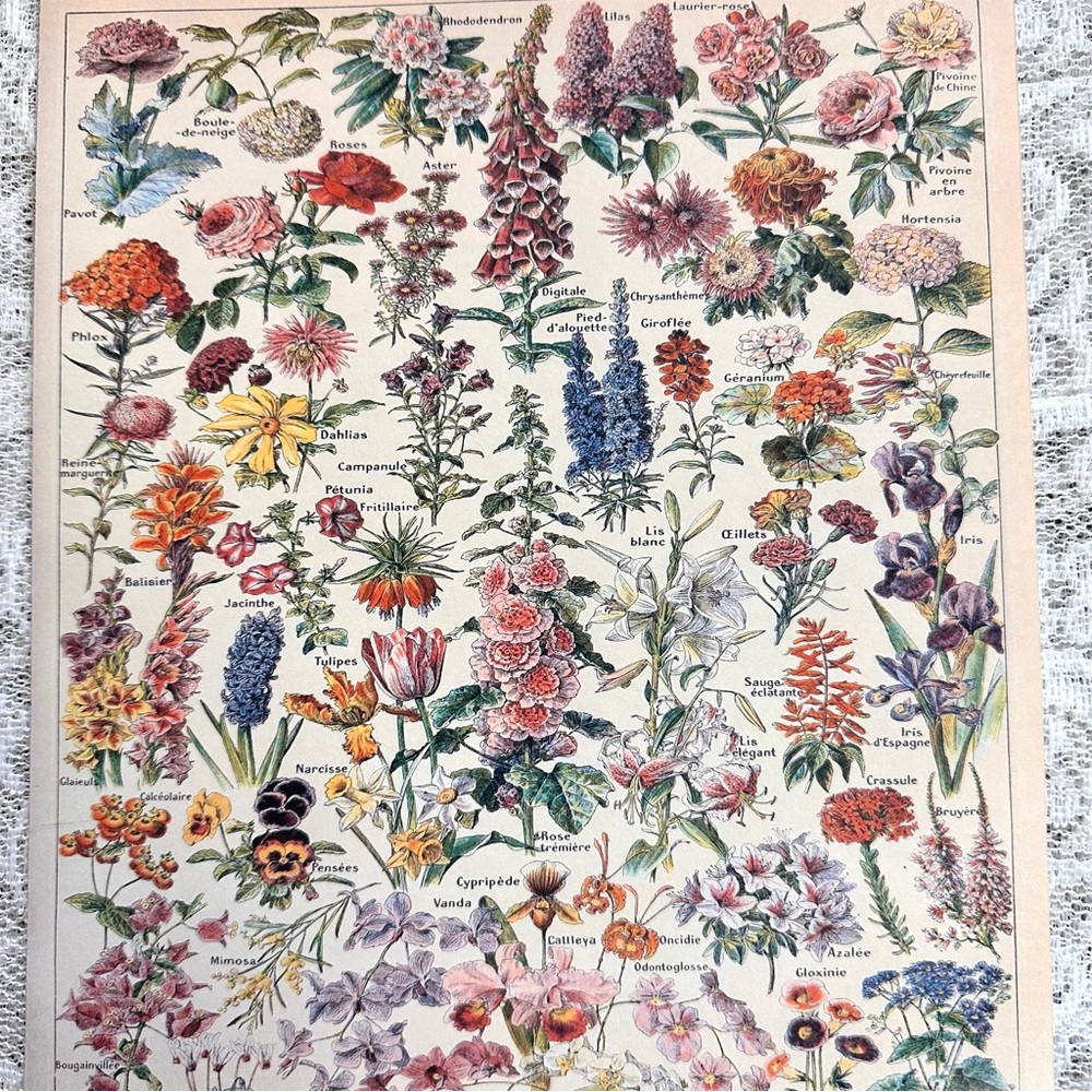 Vintage Scientific "Fleurs" (Flowers) French Floral Print 8x10 1/5 - Picture 5 of 7